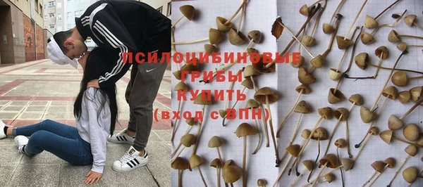 apvp Алзамай